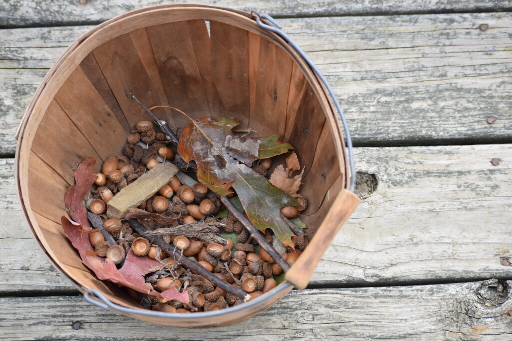 bucket of acorns and leaves on a wooden backgroung